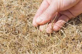 Dried Grass